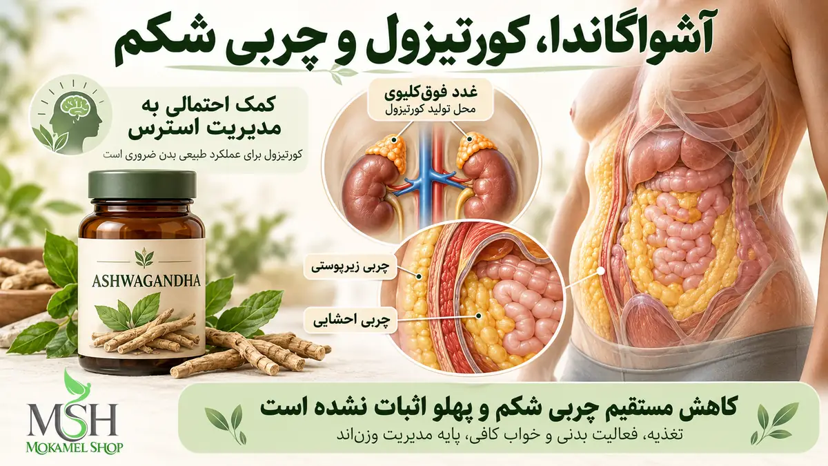 تأثیر آشواگاندا بر کورتیزول و ارتباط استرس با چربی زیرپوستی و احشایی شکم