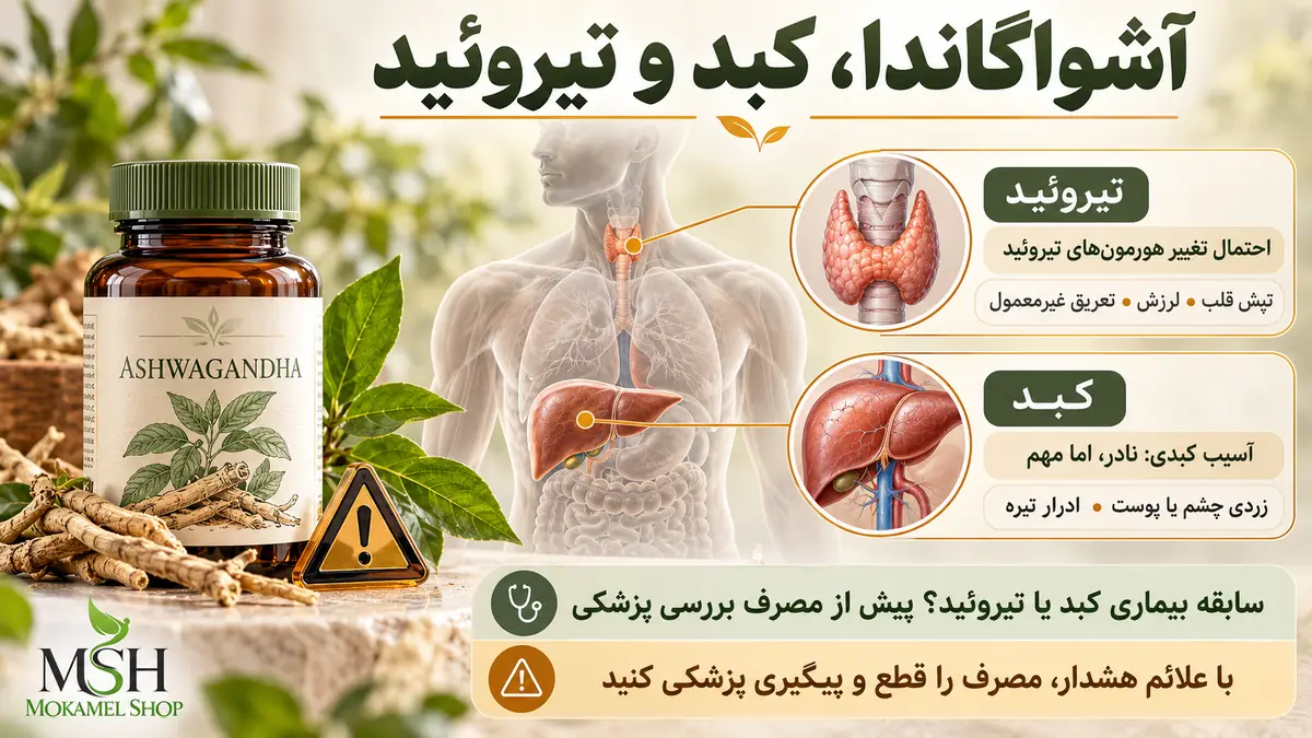 تأثیر آشواگاندا بر کبد و تیروئید؛ نمایش علمی اندامها، علائم هشدار و نکات مصرف مکمل