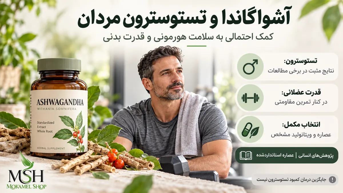 تأثیر آشواگاندا بر تستوسترون مردان و حمایت احتمالی از سلامت هورمونی و قدرت عضلانی
