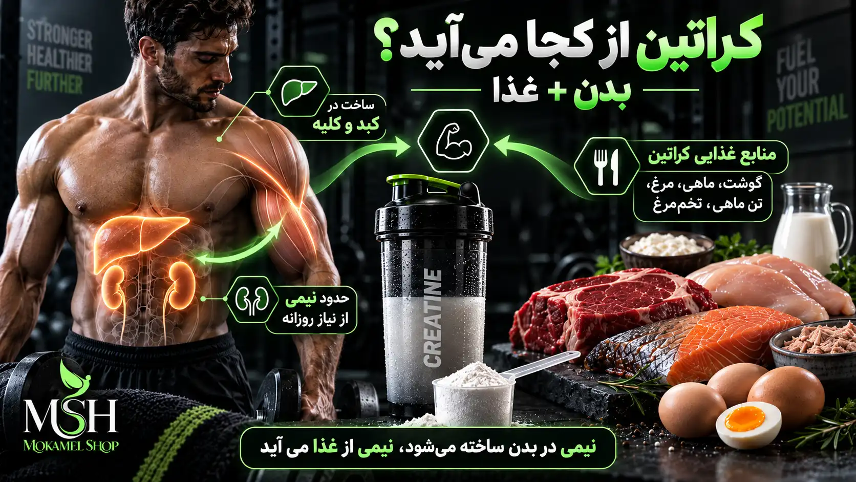 منابع کراتین در بدن و غذا شامل ساخت کراتین در کبد و کلیه، گوشت، ماهی، مرغ و مکمل کراتین