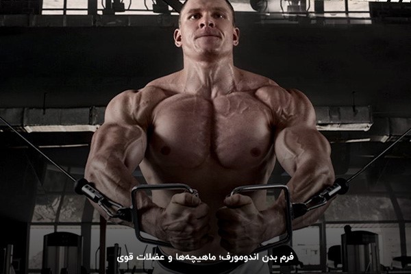 اندومورف؛ فرم بدنی عضله&zwnj;ای بین انواع بدن در بدنسازی