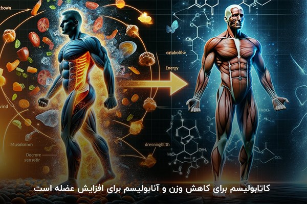 کاهش وزن و افزایش عضله؛ اساسیترین نتیجه تعادل بین کاتابولیسم و آنابولیسم