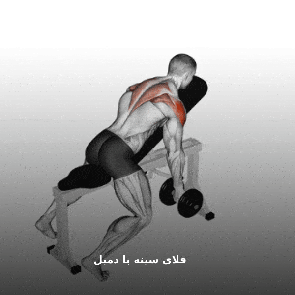 فلای سینه با دمبل