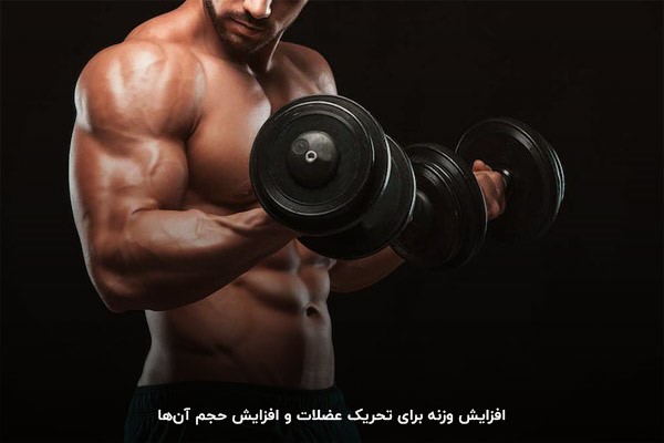 سنگینی وزنه؛ ارتباط مستقیم با میزان عضله&zwnj;سازی