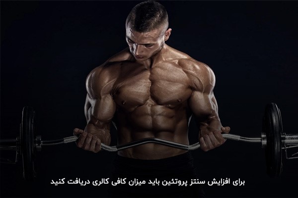 افزایش سنتز پروتئین با مصرف کالری بیشتر