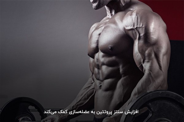 ارتباط سنتز پروتئین با افزایش حجم در بدنسازی