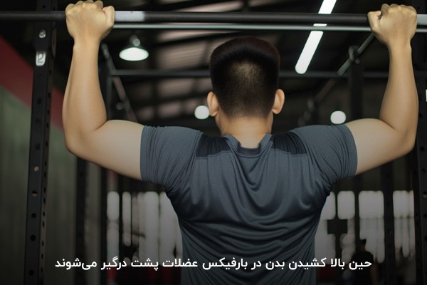 درگیر شدن عضلات پشت برای بالا کشیدن بدن در بارفیکس