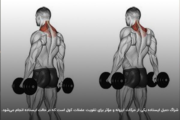شراگ دمبل ایستاده یکی از حرکات ایزوله و موثر برای تقویت عضلات کول است که در حالت ایستاده انجام میشود.