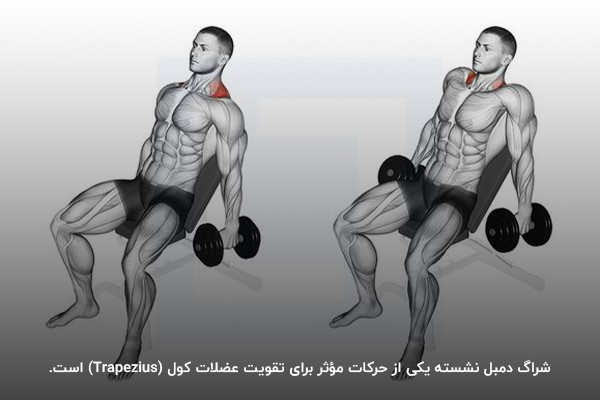 شراگ دمبل نشسته یکی از حرکات موثر برای تقویت عضلات کول (Trapezius) است.