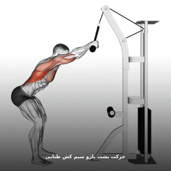 حرکت پشت بازو سیم کش طنابی gif