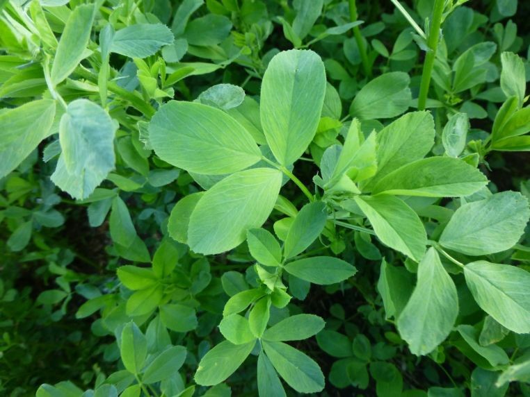 دمنوش یونجه 100 گرمی