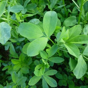 دمنوش یونجه 100 گرمی