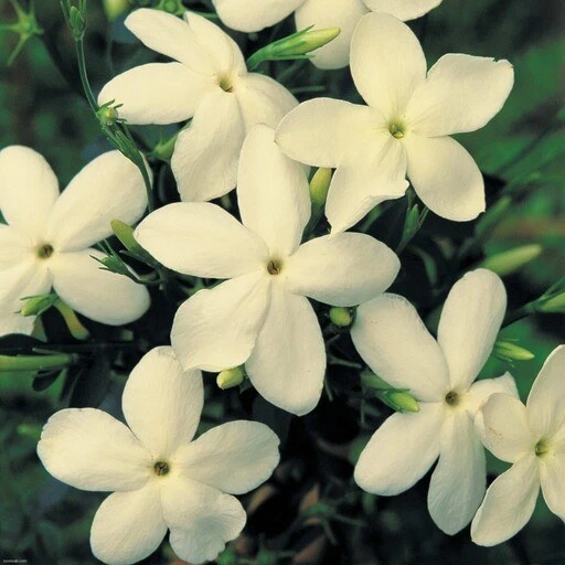 عطر گرمی یاس سفید