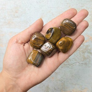 جاسپر چشم ببری کد 20