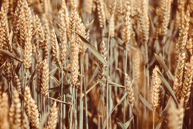 فروش دریپر آبیاری قطره ای در سبزوار