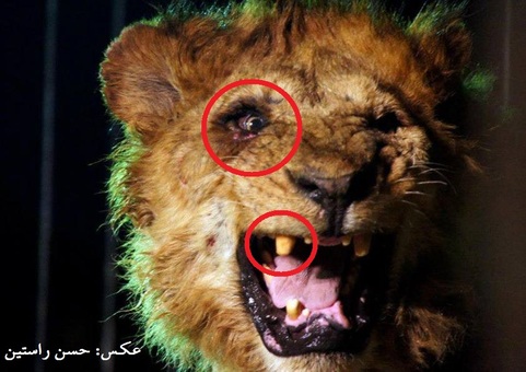 اینجا توحش را جای حیات وحش جا می‌زنند و می‌فروشند!