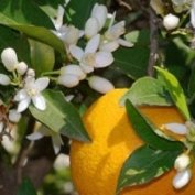 اين عرق گياهی، ضد استرس است