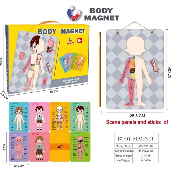 بازی آموزشی مگنتی بدن انسان Body Magnet