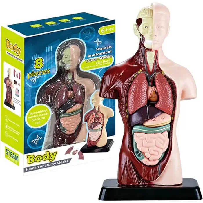 مولاژ نیم تنه بدن انسان 8 تکه کد TXMR027