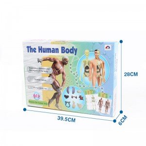 قیمت  آناتومی بدن انسان مدل 33021