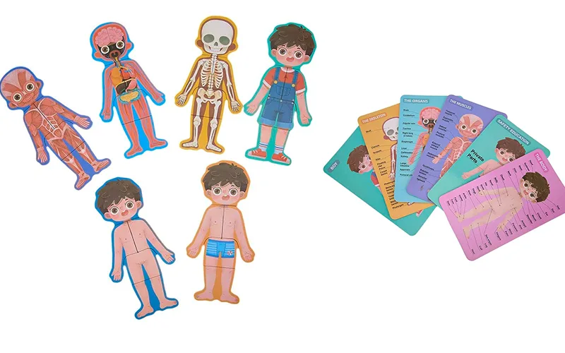 Magnetic puzzle of human body anatomy for boys