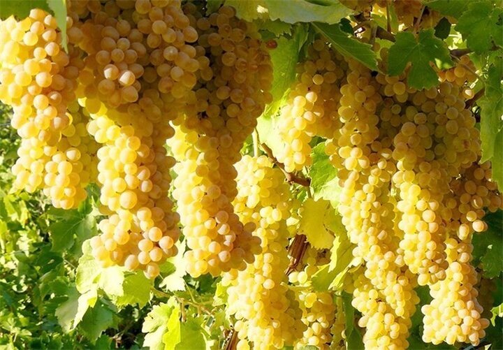 برای تسکین کمر درد این میوه را بخورید