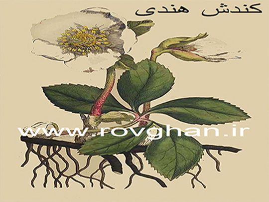 روغن کندش سیاه سنتی اصل هندوستان