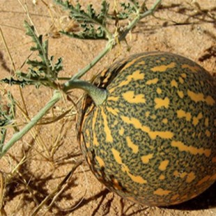 روغن حنظل خالص(درمان درد دندان)