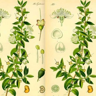 روغن مورد