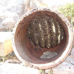 عسل وحشی کوهی واقعی 1000 گرمی