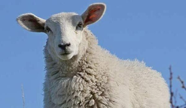 خرید بره زنده در اصفهان