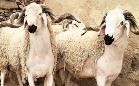 خرید گوسفند عید قربان در اصفهان