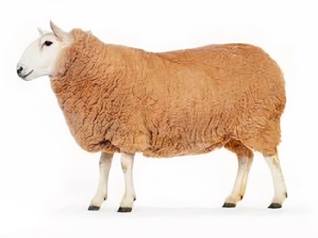 گوسفند زنده 38 کیلویی