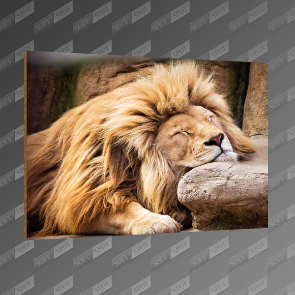 تخته شاسی طرح Lion Sleeping MDF-55