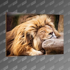تخته شاسی طرح Lion Sleeping MDF-55