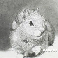 softspot.ir-top-pencil-collection-0007.jpg