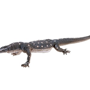 فیگور مارمولک پرنتی برند موجو - Perentie Lizard figure