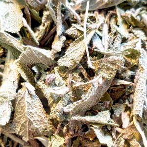 عکس مریم گلی