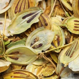 ادویه گلپر