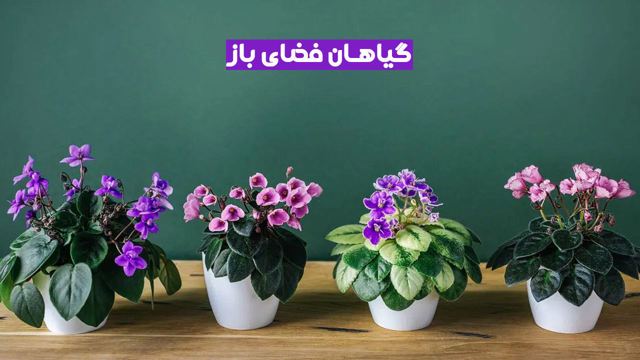 گیاهان فضای بیرونی