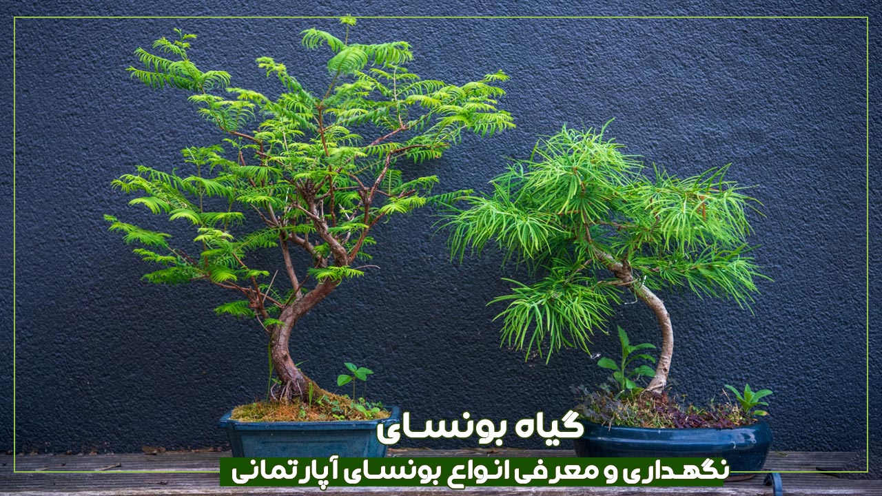 بونسای، نگهداری و معرفی انواع بونسای آپارتمانی