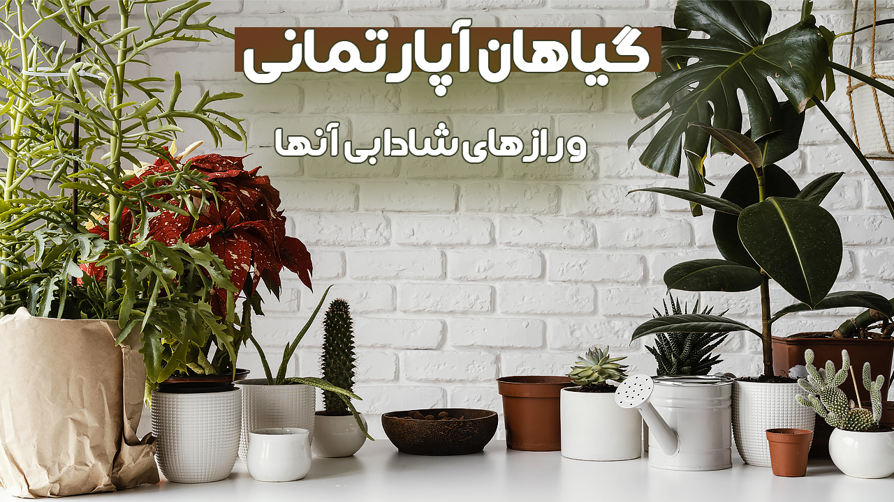 انواع گیاهان آپارتمانی