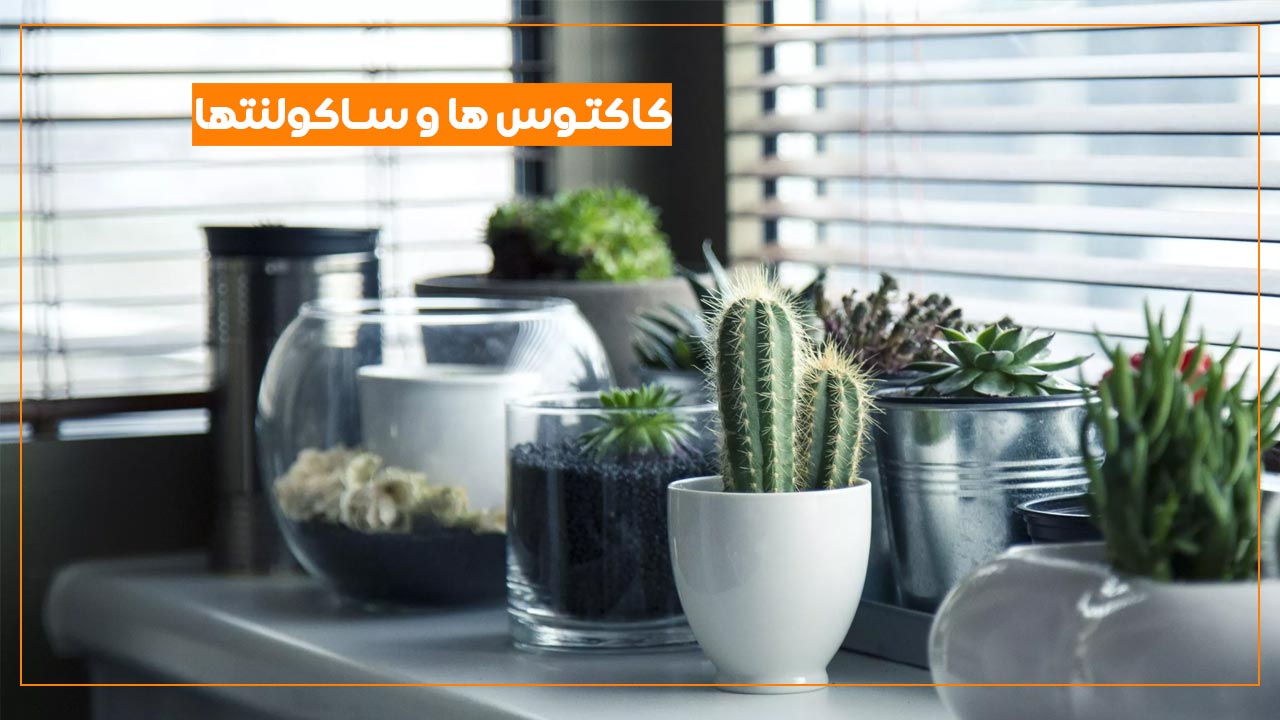 کاکتوس ها و ساکولنتها