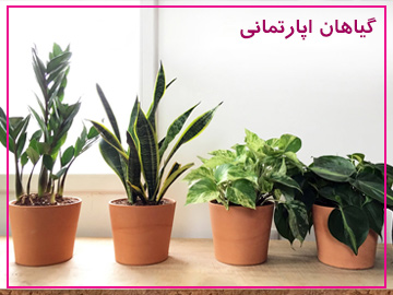 گیاهان اپارتمانی