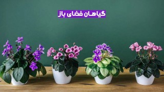 گیاهان فضای بیرونی