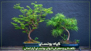 بونسای، نگهداری و معرفی انواع بونسای آپارتمانی