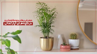 معرفی بهترین و مقاوم‌ترین درختچه‌های آپارتمانی