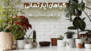 انواع گیاهان آپارتمانی