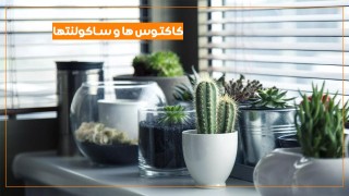 کاکتوس ها و ساکولنتها