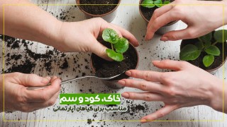 خاک، کود و سم مناسب برای گیاهان آپارتمانی